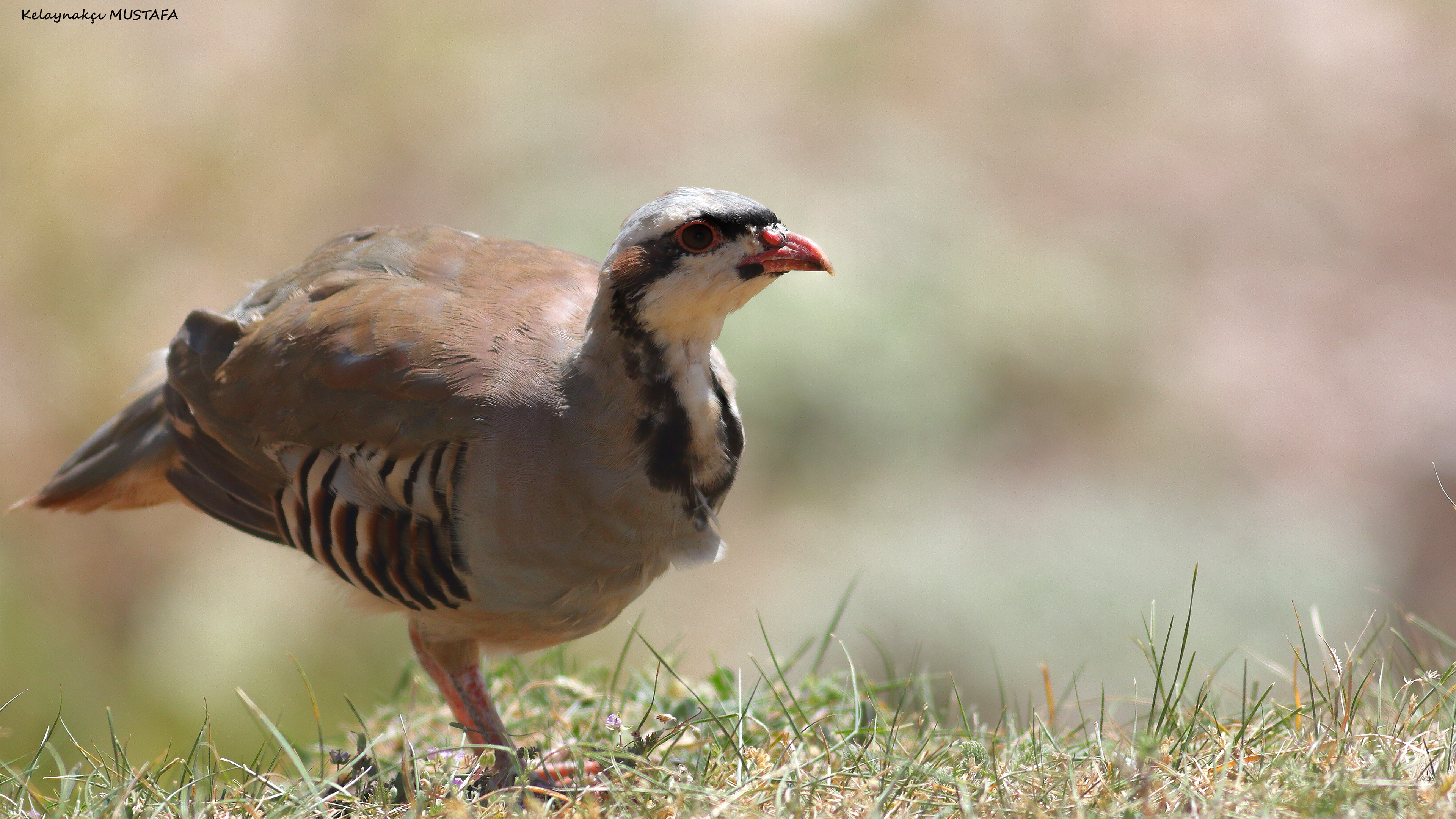 Chukar